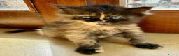Maine Coon gatti in vendita: Cuccioli maine coon MCO pedigree 01 aprile 26 - Annuncio 2