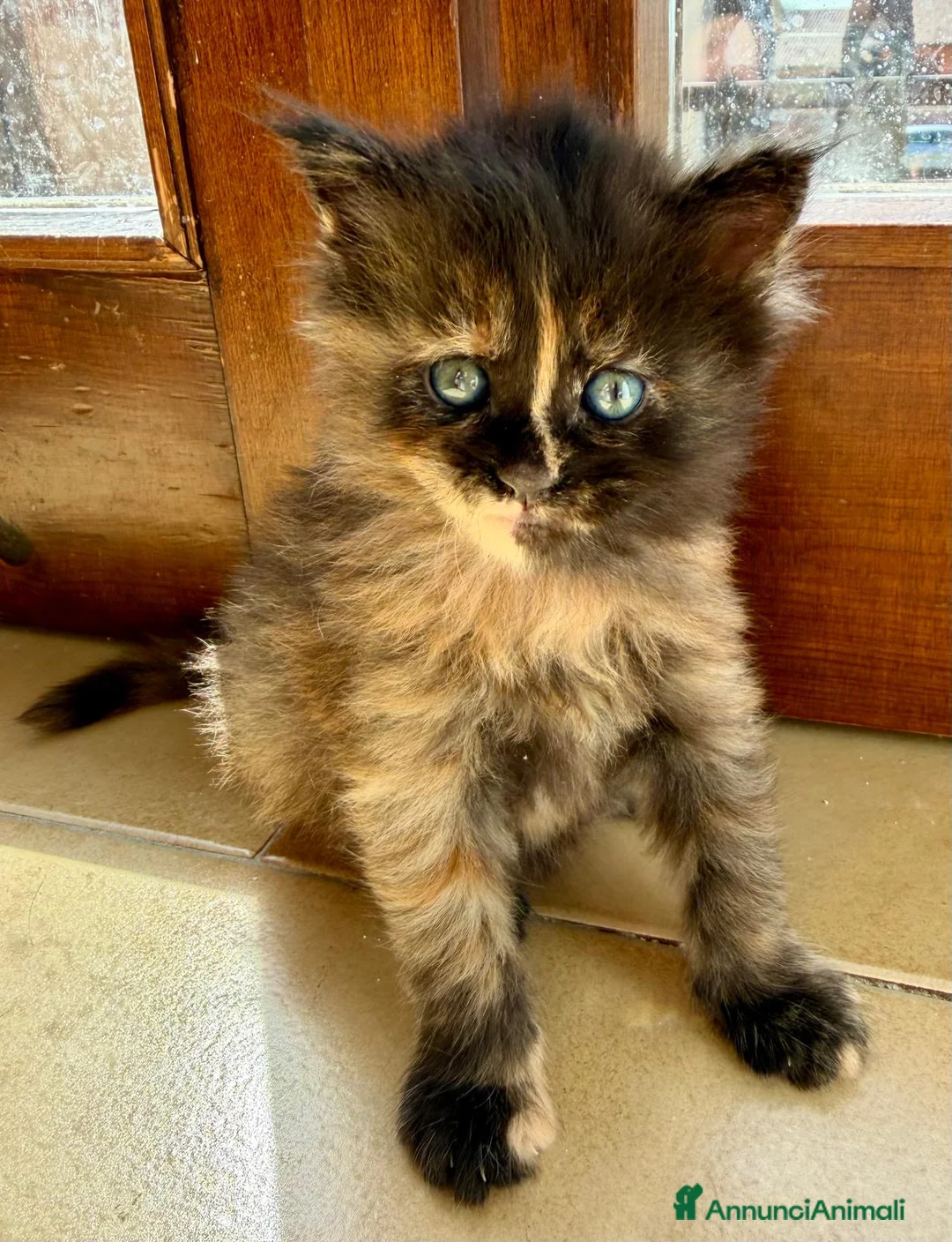 Maine Coon gatti in vendita: Cuccioli maine coon MCO pedigree 01 aprile 26 - Annuncio 2