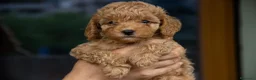 Barboncino cani in vendita: Cucciole di Barboncino Nano - Annuncio 3