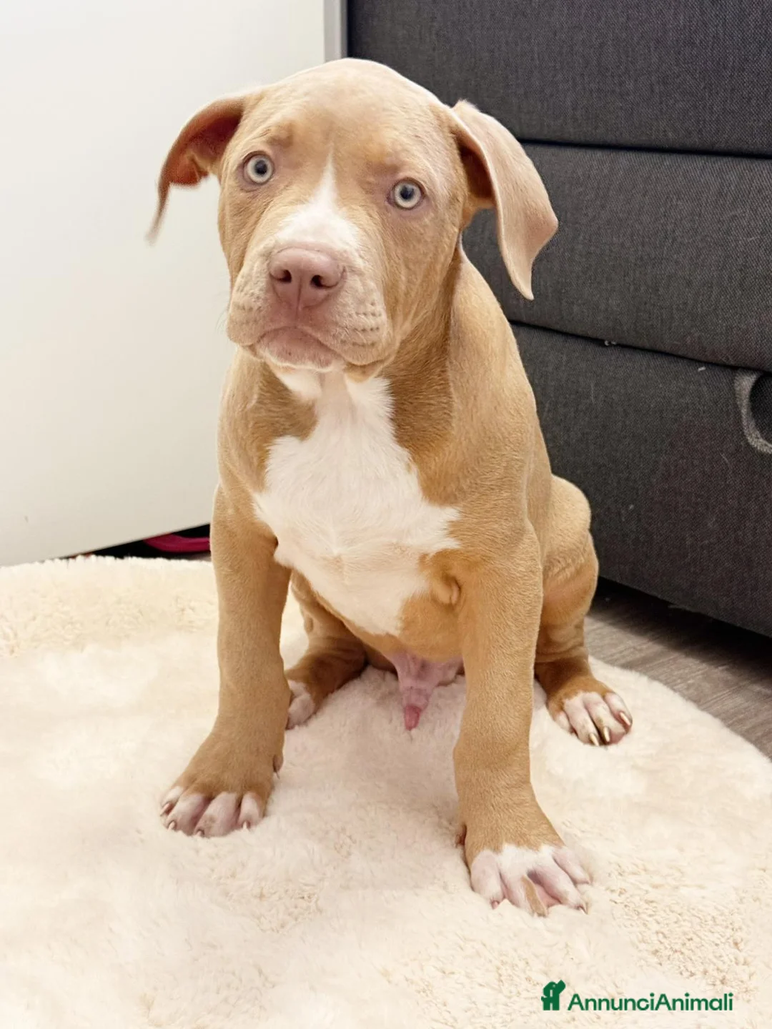 American Bully cani in vendita: American bully xxl - Annuncio 2