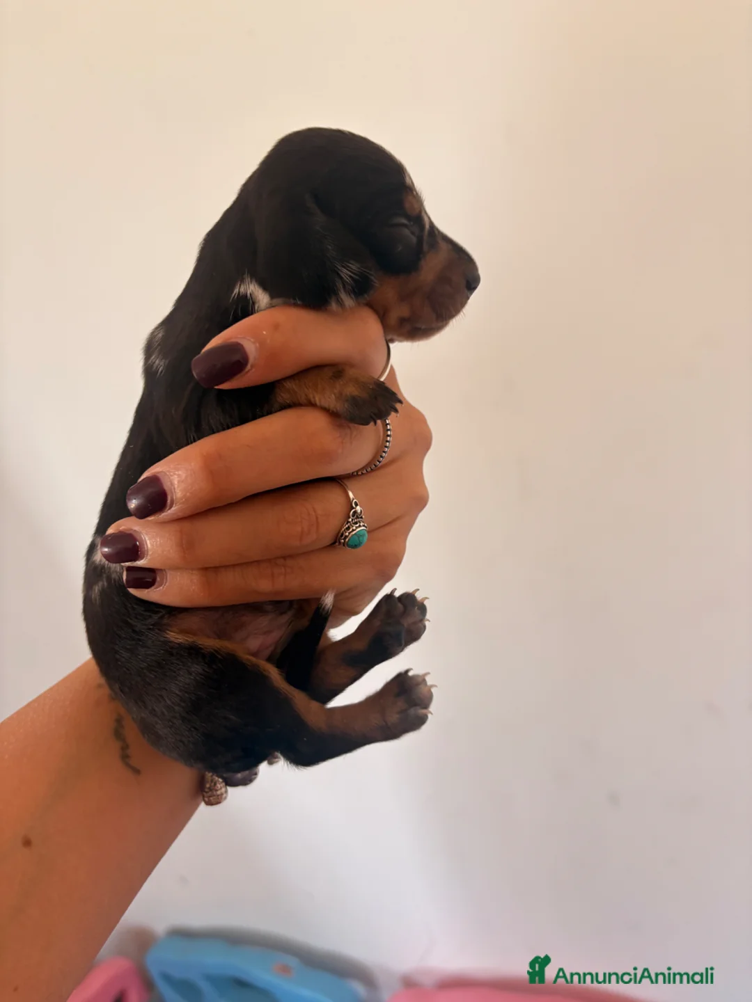 Bassotto cani in vendita: Bassotti - Annuncio 2