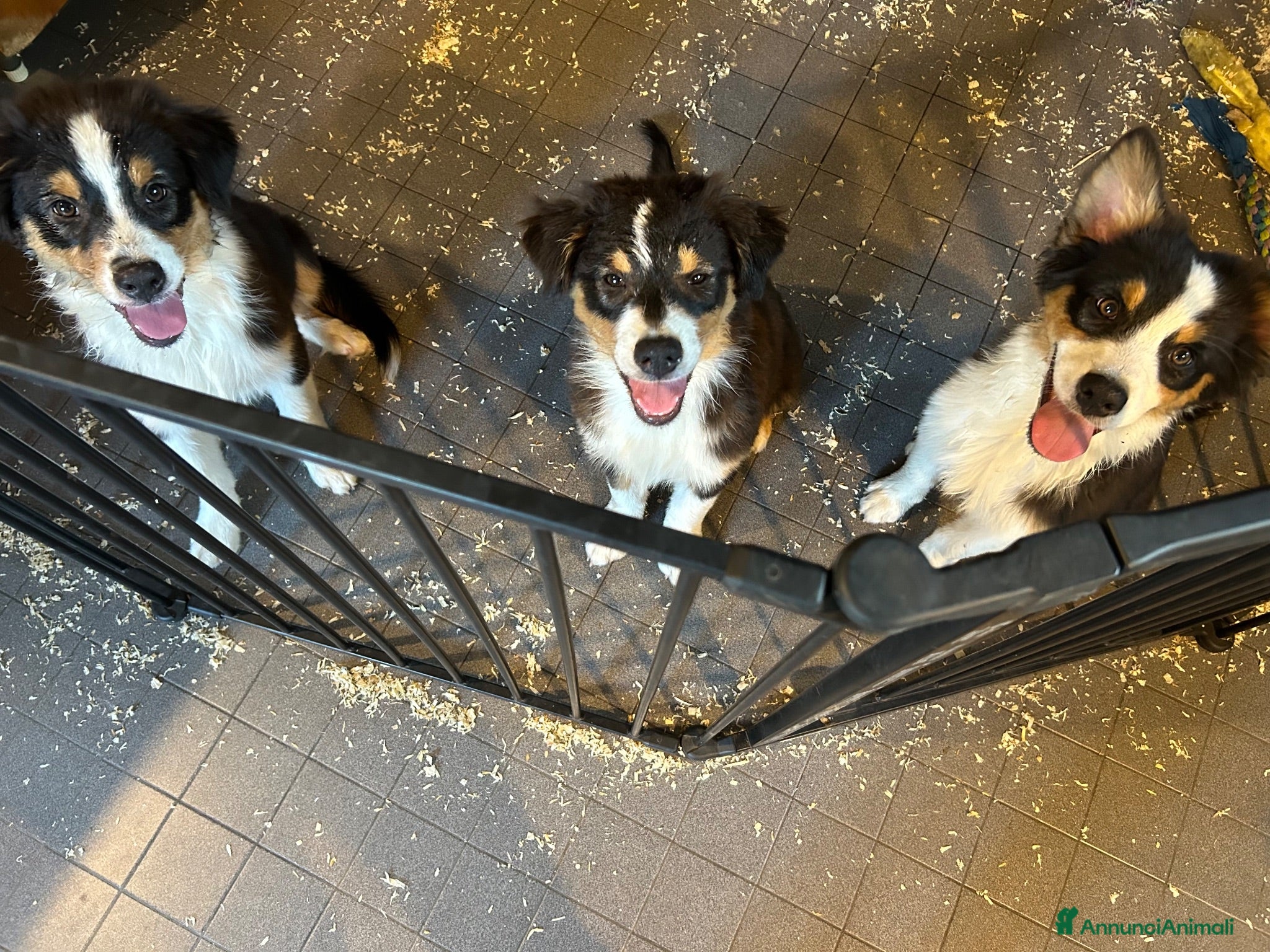 Australian Shepherd cani Ultima cucciola pastore australiano - Annuncio 2