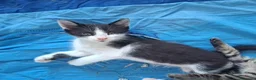 Altre razze gatti in regalo: 2 bellissimi gattini !! - Annuncio 18
