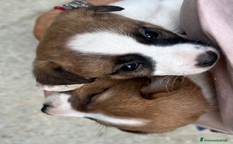 Jack Russell cani a Provincia di Reggio Emilia - Annuncio 1