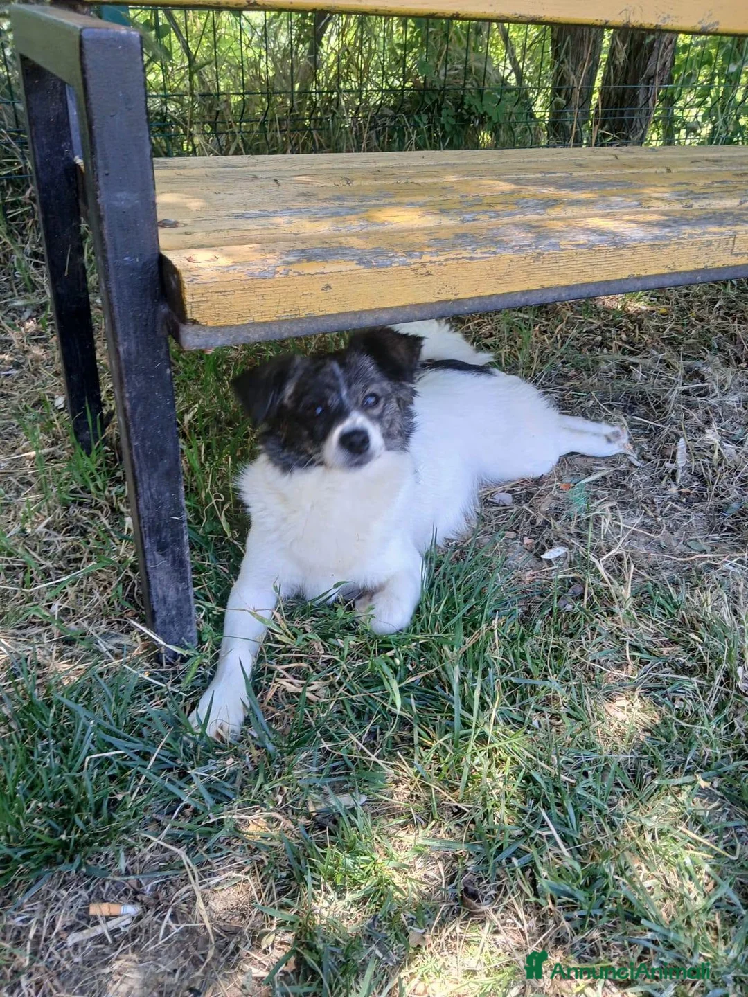 Meticcio cani in regalo: Lillo piccola taglia coccolone a Città Metropolitana di Bologna - Annuncio 1