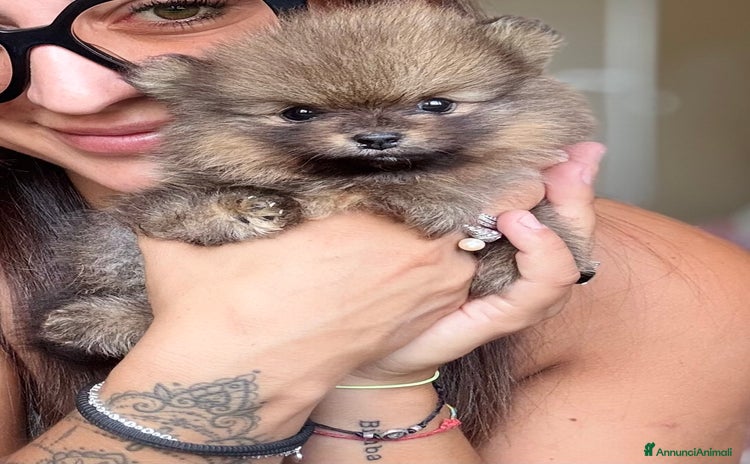 Volpino Pomerania cani a Provincia di Pesaro e Urbino - Annuncio 2