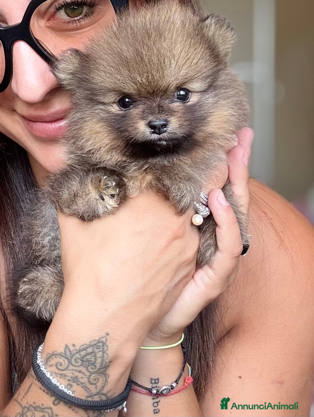 Volpino Pomerania cani in vendita: Spitz pomerania maschio orange a Provincia di Pesaro e Urbino - Immagine 1