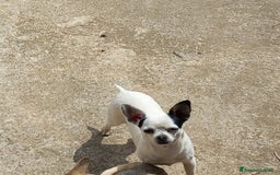 Chihuahua cani in vendita: chihuahua originale  a Città metropolitana di Palermo - Immagine 2