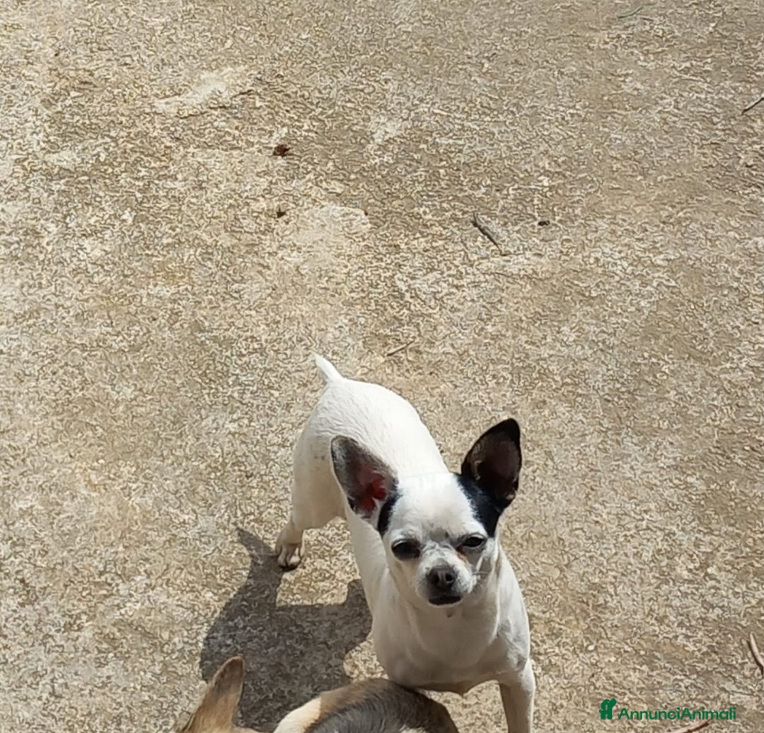 Chihuahua cani in vendita: chihuahua originale  a Città metropolitana di Palermo - Immagine 2
