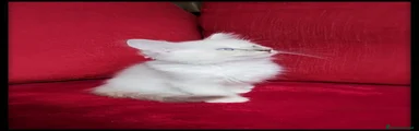 Ragdoll 6
