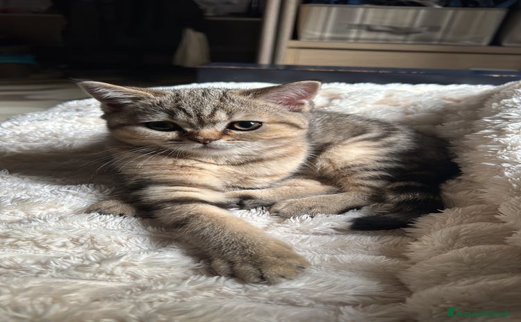 British gatti - Annuncio 16