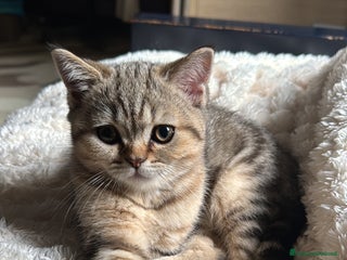 British gatti in vendita - Annuncio 1