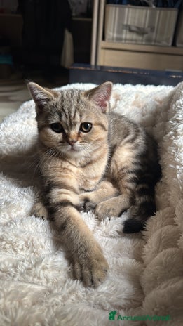 British gatti Vendo gatto British - Annuncio 13