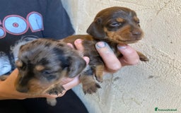 Bassotto cani in vendita: Cucciolo bassotto nano tedesco - Immagine 5