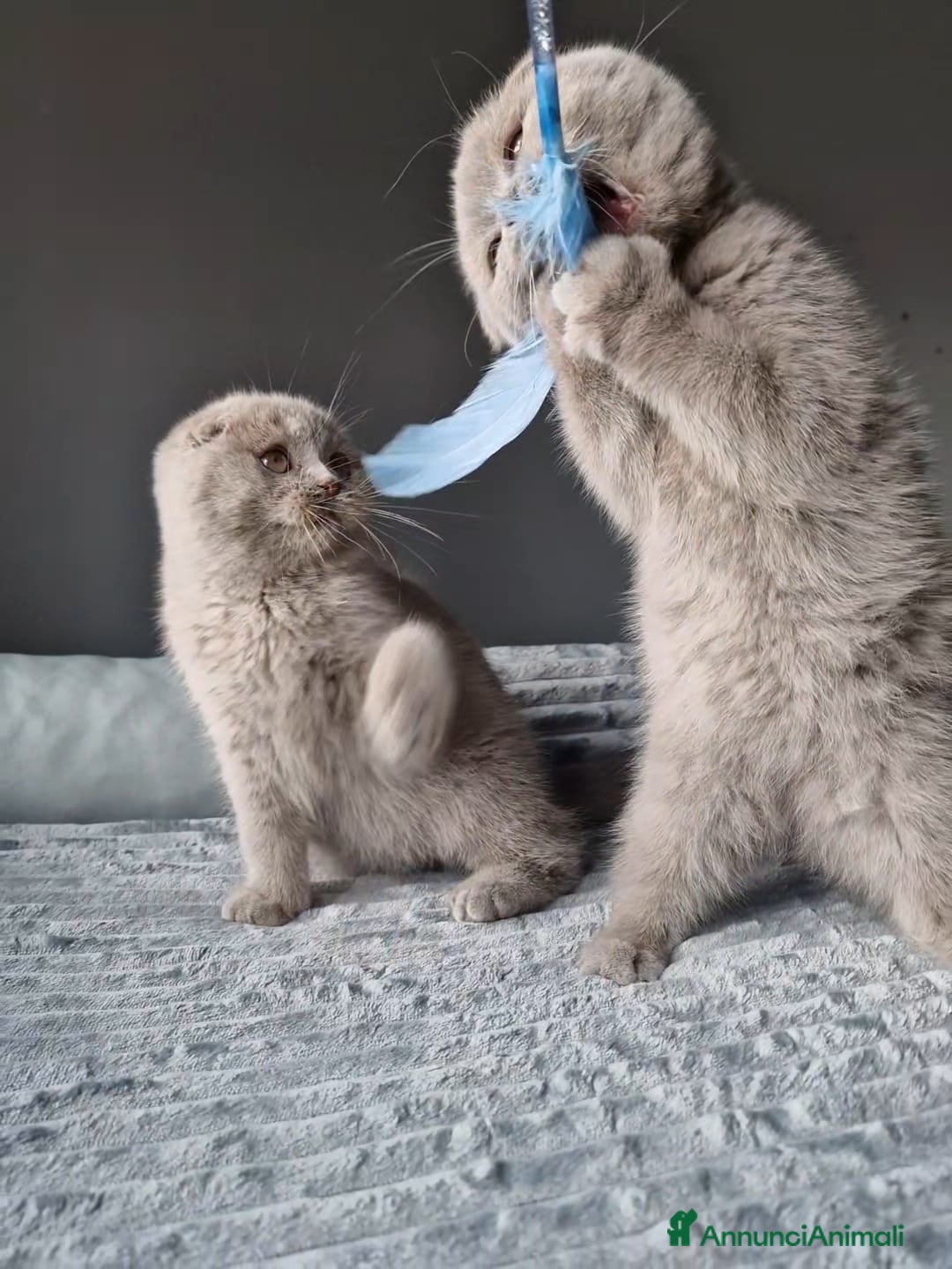 Scottish gatti in vendita: Scottish Fold  - Annuncio 1