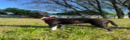 Meticcio cani in regalo: ZARA PIT TRISTE - Annuncio 3