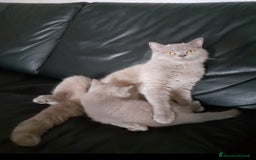 Scottish gatti in vendita: Scottish fold maschio  a Provincia di Cremona - Immagine 8