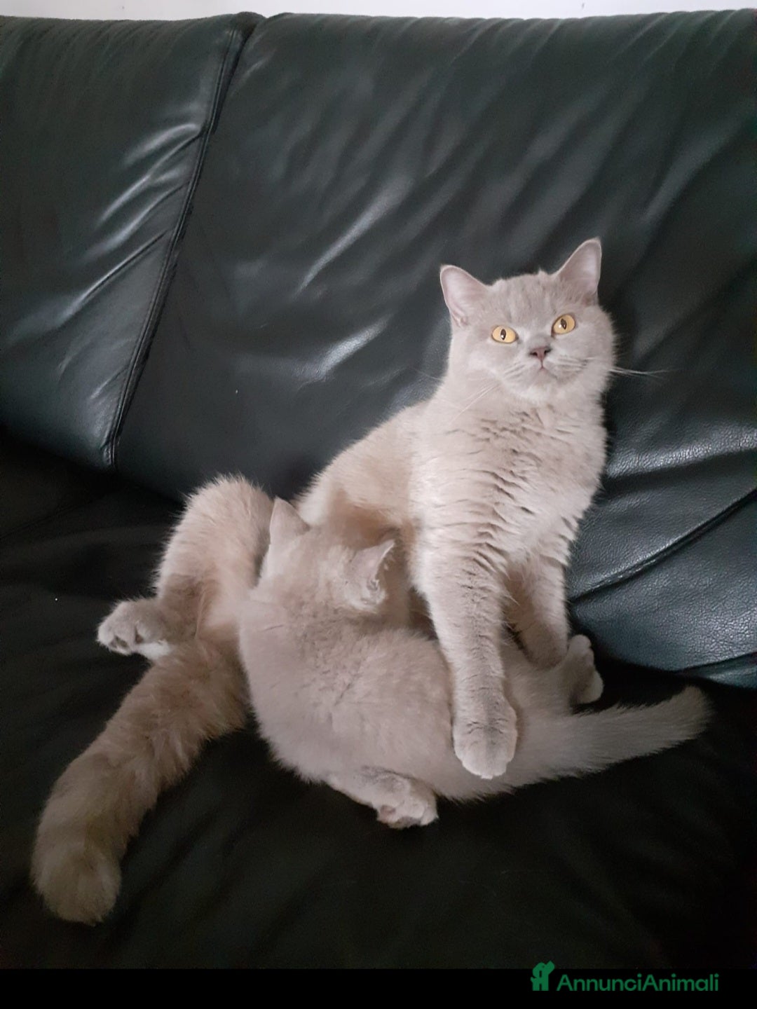 Scottish gatti in vendita: Scottish fold maschio  a Provincia di Cremona - Immagine 8