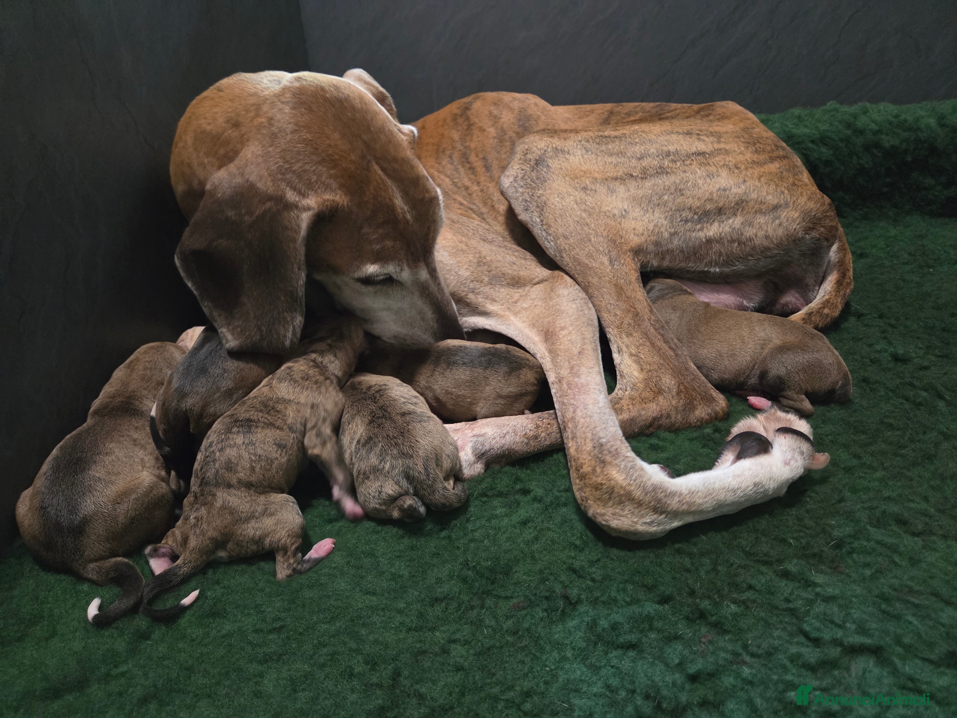 Levriero cani Cucciola azawakh (levriero dei tuareg) - Annuncio 1