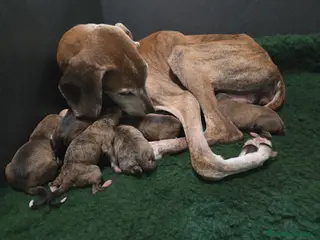 Levriero cani Cucciola azawakh (levriero dei tuareg) - Annuncio 1