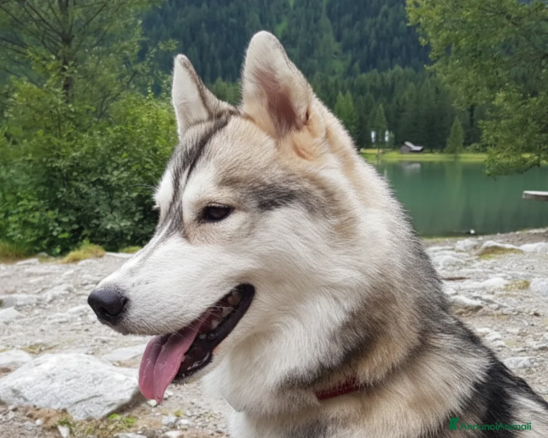 Husky cani in vendita: Cucciole di SIBERIAN HUSKY con pedigree ENCI - Annuncio 1