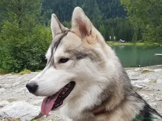 Husky cani Cucciole di SIBERIAN HUSKY con pedigree ENCI - Annuncio 1