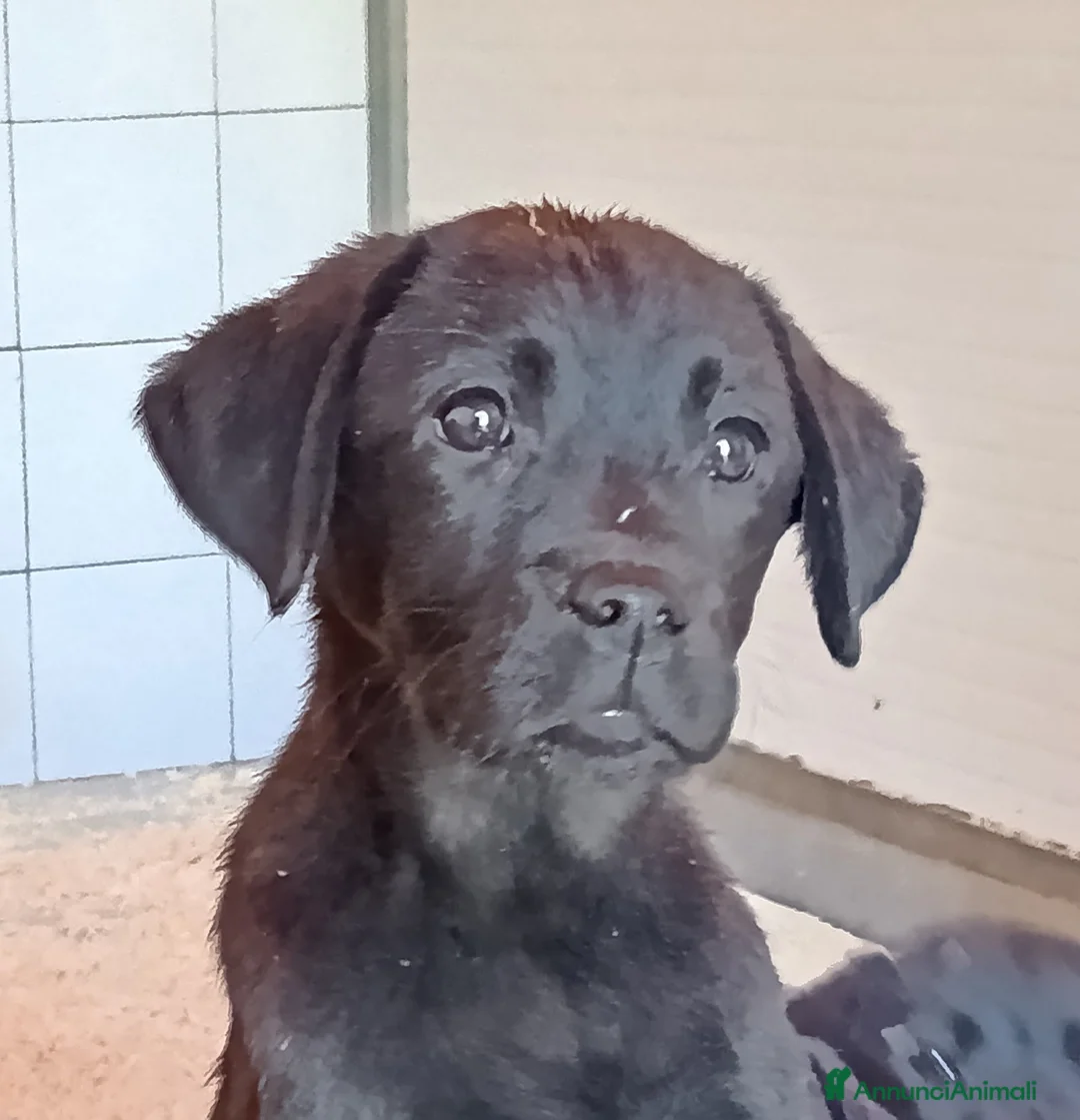 Labrador cani in vendita: Cuccioli labrador retriever neri a Provincia di Pistoia - Annuncio 2
