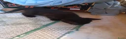 Europeo gatti in regalo: Micetti  - Annuncio 3