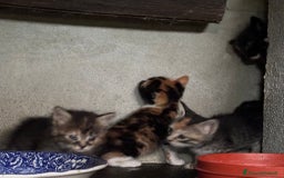 Altre razze gatti in vendita: 7 allegri batuffoli in cerca di casa a Province of Brescia - Immagine 10