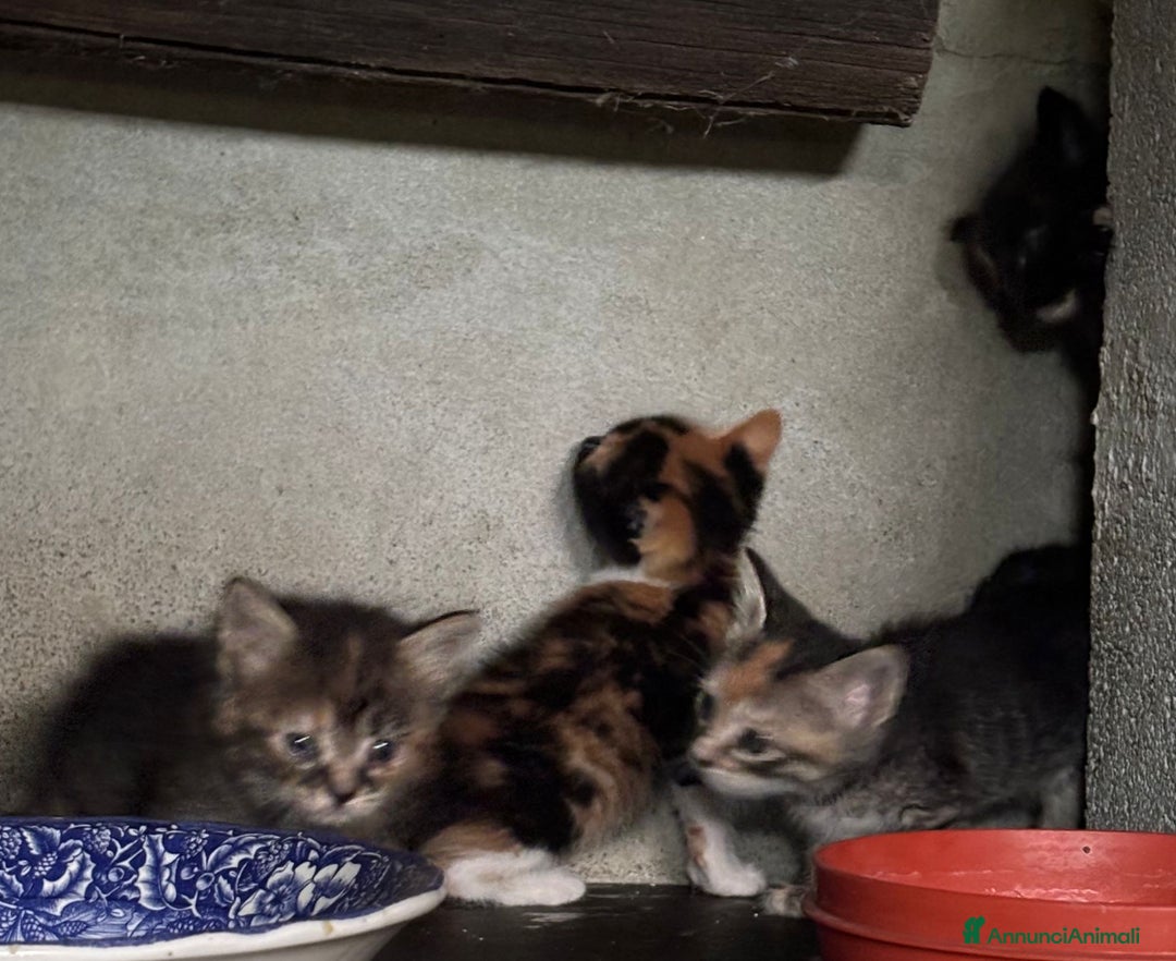 Altre razze gatti in vendita: 7 allegri batuffoli in cerca di casa a Province of Brescia - Immagine 10