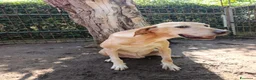 Meticcio cani in regalo: ORIONE: infinitamente dolce con tutti  - Annuncio 3