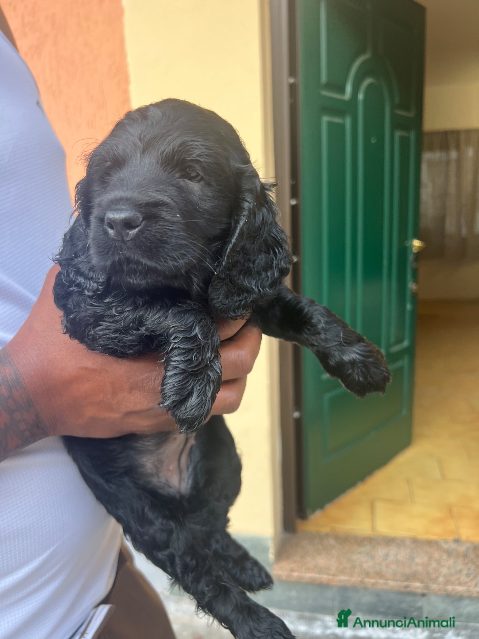 Cocker cani Cuccioli di cocker - Annuncio 1