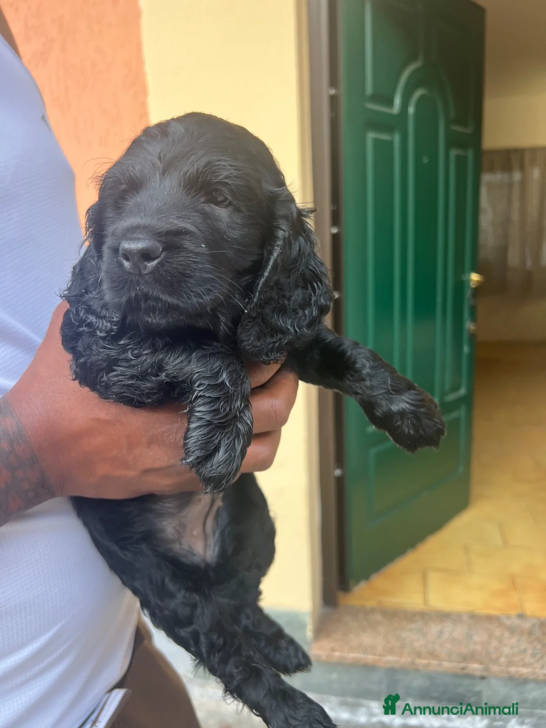 Cocker cani in vendita: Cuccioli di cocker - Annuncio 1