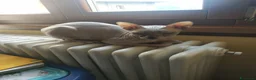 Sphynx gatti in vendita: Don sphynx brush a Provincia di Reggio Emilia - Annuncio 1