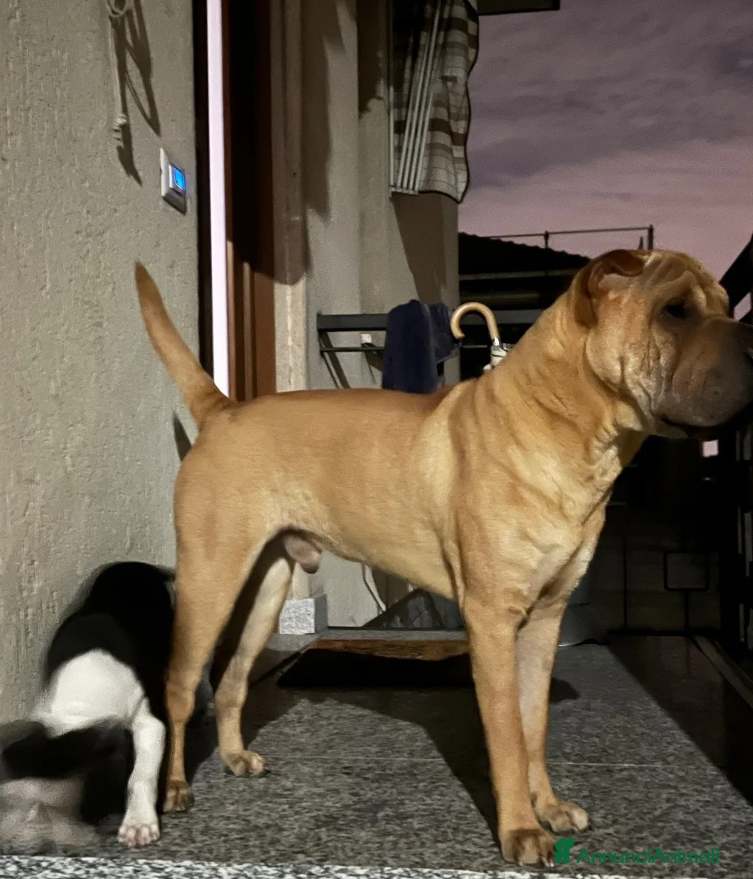 Shar Pei cani in regalo: Shar pei maschio  a Provincia di Varese - Annuncio 1