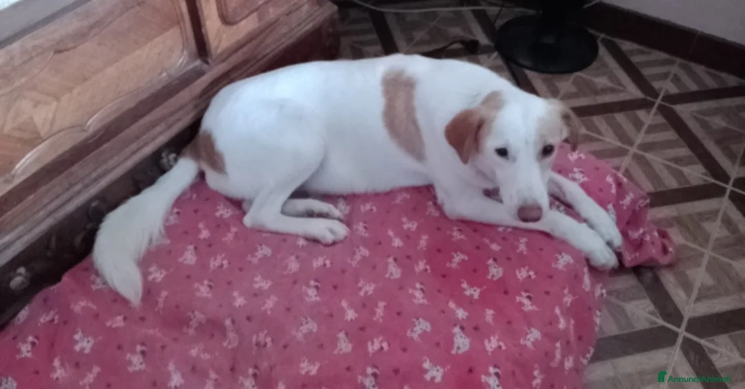 Meticcio cani in regalo: angelica - Annuncio 1