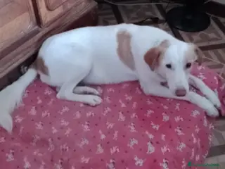 Meticcio cani angelica - Annuncio 25