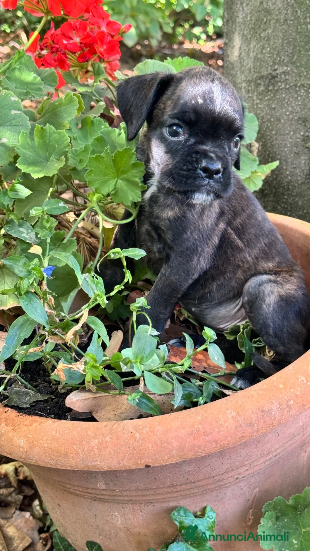 Boxer cani in vendita: Cuccioli boxer - Annuncio 2