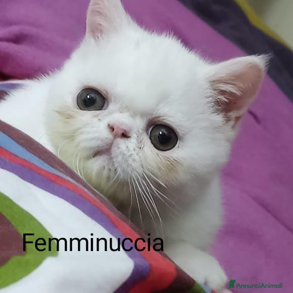 Exotic Shorthair gatti gatto exotic short hair - Annuncio 29