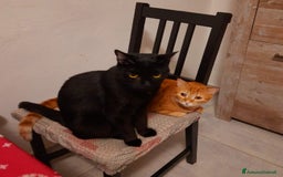 Altre razze gatti in regalo: Adozione del cuore due mici di tre anni - Annuncio 10