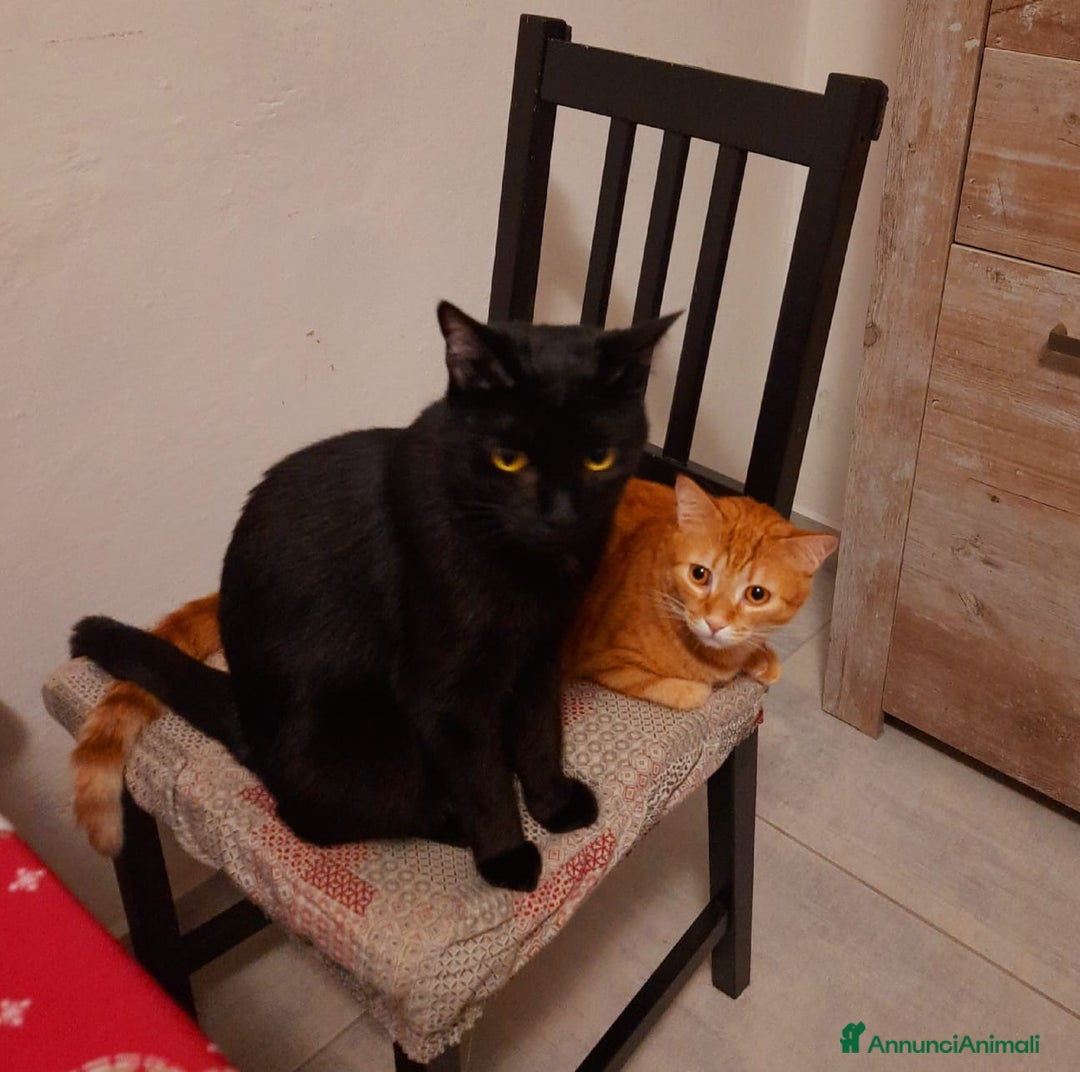 Altre razze gatti in regalo: Adozione del cuore due mici di tre anni - Annuncio 10