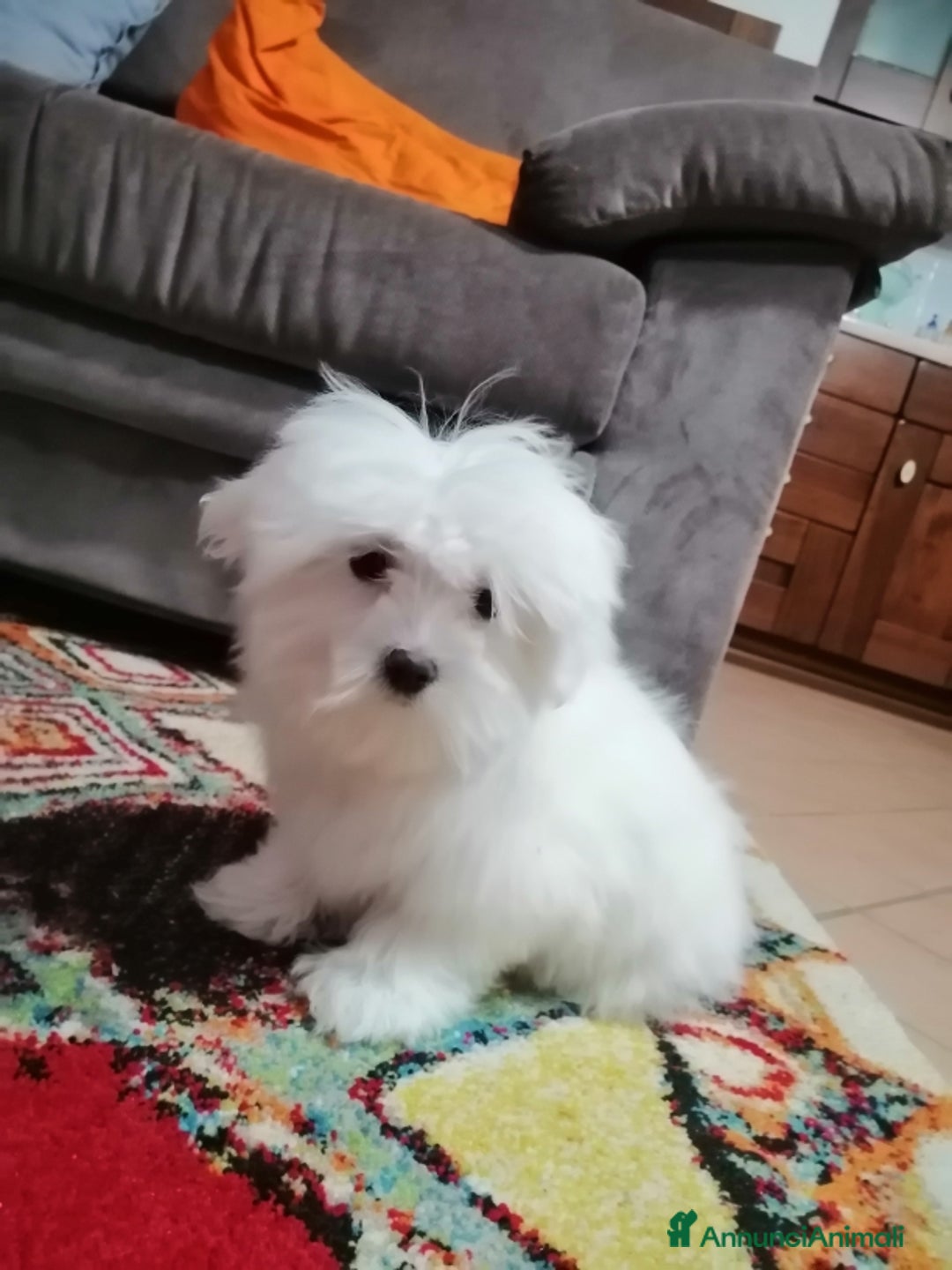Maltese cani in vendita: CUCCIOLI MALTESI - Annuncio 4