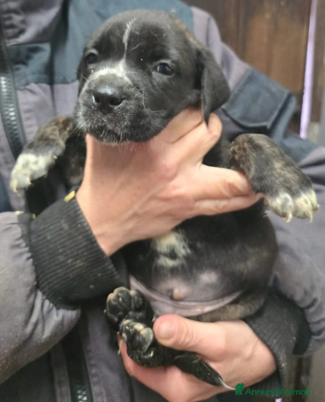 Cane Corso cani in vendita: Meravigliosi cuccioli di Cane Corso  - Annuncio 2