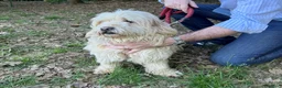 Meticcio cani in regalo: Snoopy, un meticcio coccolone - Annuncio 8