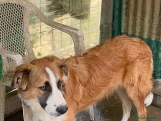 Meticcio cani Tobia quasi 2anni possibile nessuno lo noti?SICILI a Città metropolitana di Milano - Annuncio 3