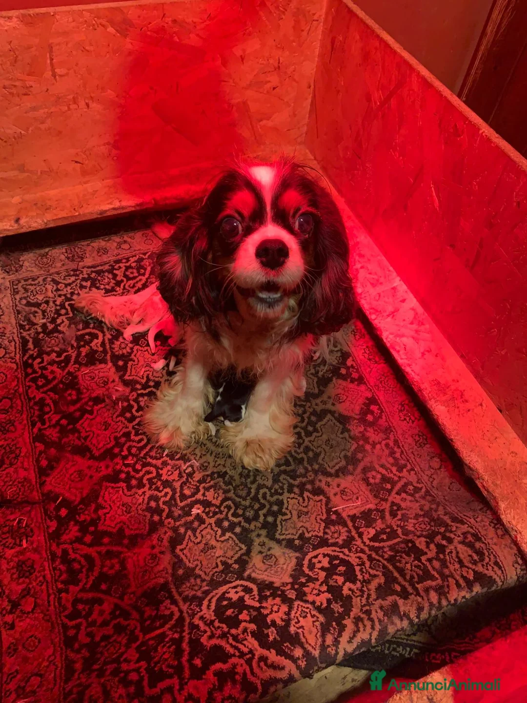 Cavalier King cani in vendita: Cuccioli di Cavalier King Charles Spaniel - Annuncio 2