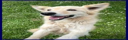 Meticcio cani in regalo: LUCKY Cotone adora le persone dinamiche - Annuncio 3