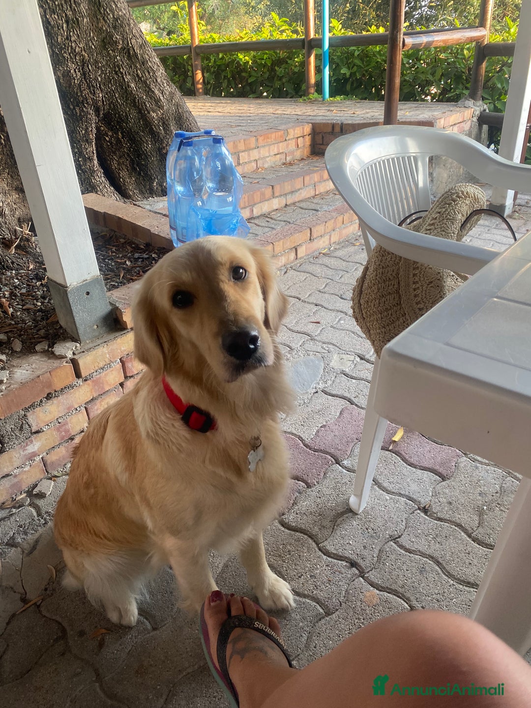 Golden Retriever cani in vendita: Cucciolo di Golden retriver anglo americani  - Annuncio 19