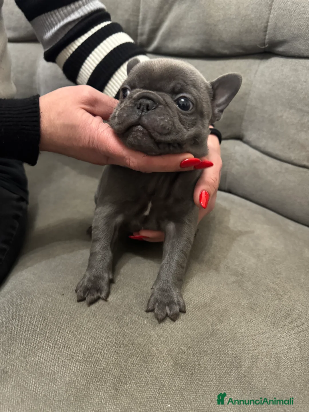 Bulldog Francese cani in vendita: Bulldog francese - Annuncio 7