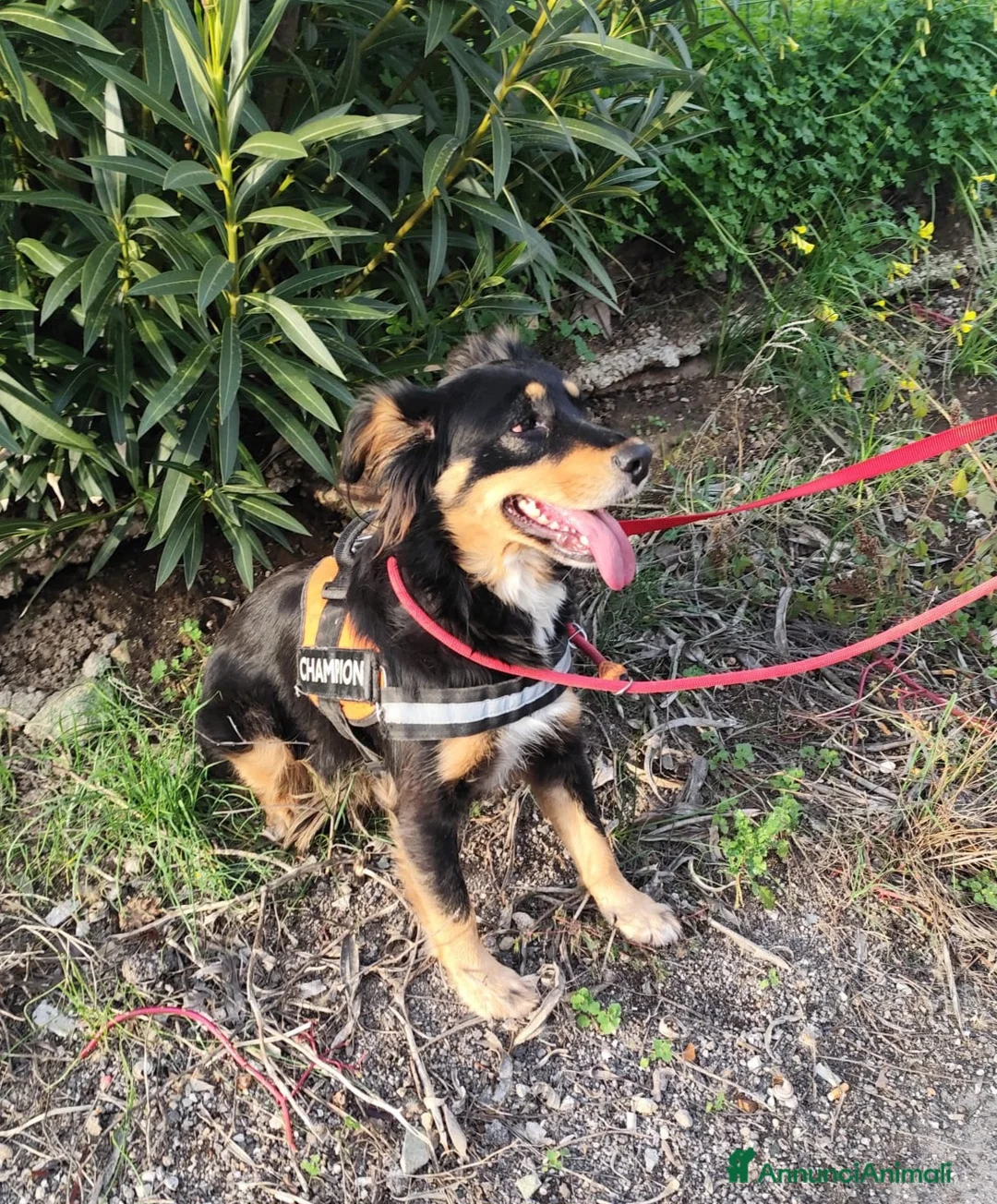 Meticcio cani in regalo: ZARA cagnolina taglia media - Annuncio 4